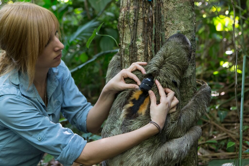 Rebecca Cliffe zet zich in voor bescherming van de luiaards in Costa Rica (Foto: Suzi Eszterhas) 