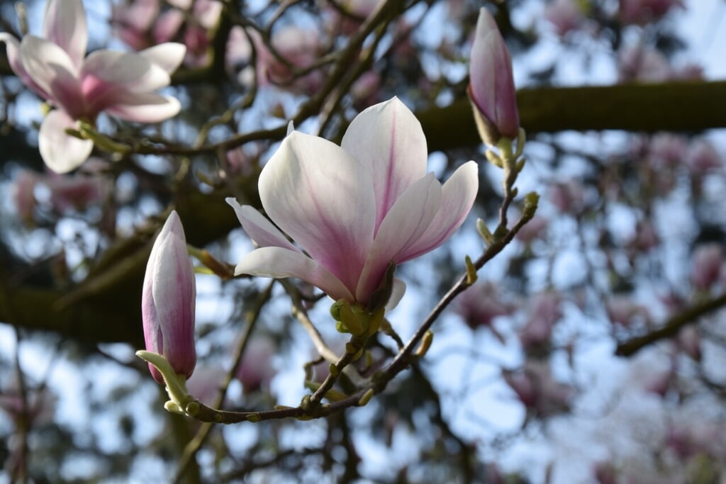 Landgoed Oorsprong, kinderwandeling, lente, Magnolia. (foto: Floor ten Brink)