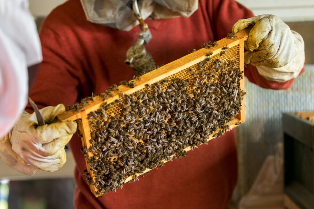 Honingbijen op een honingraat bij Landerij De Park. (foto: Reverse Pixel Photography)