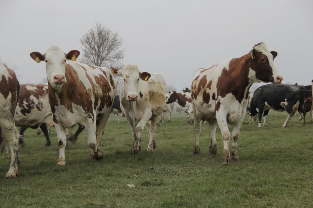 De blijde koeien van de familie Zuurhout in Kekerdom. (foto:  Peter Hendriks)