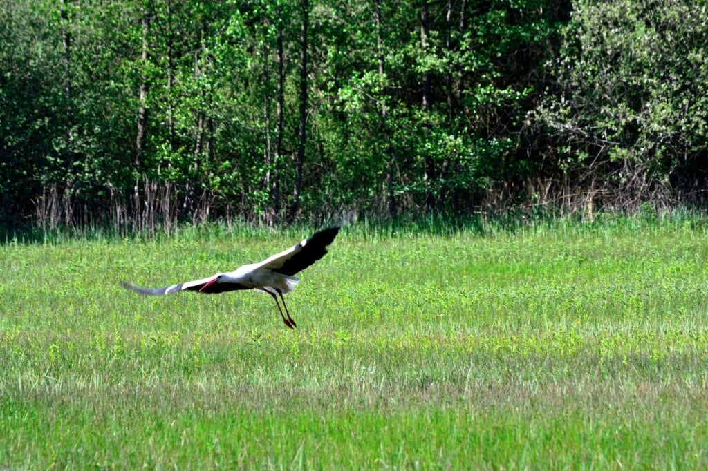 Scharrelkids gaan vogels spotten. (Foto: Peter van de Ven) 
