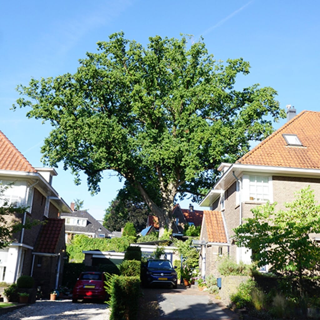 De oude eik in Arnhem van zo'n 200 jaar.