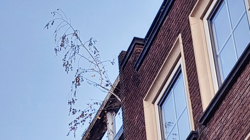 7 Boom op dak in Broerstraat 