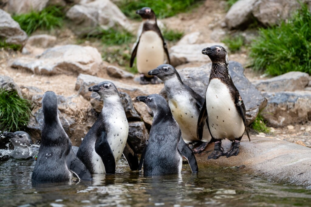 Jonge pinguïns voor de schermen gezet 
