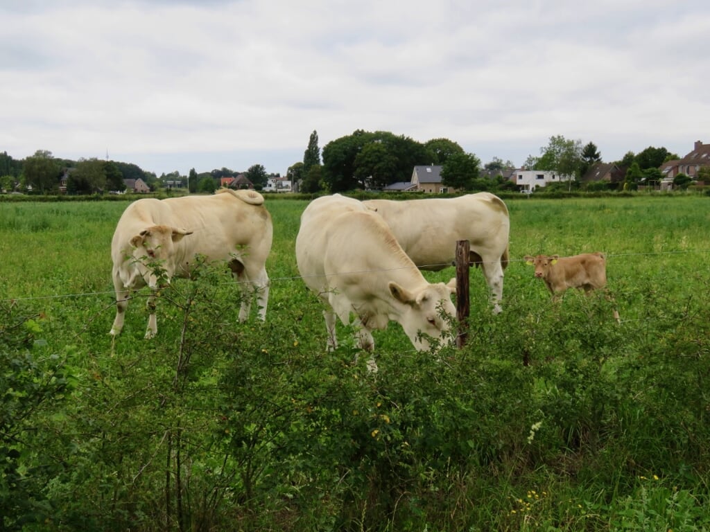 Koeien en kalfjes in het Lierdal. (foto: Samen Doen maakt Mooi en Groen)