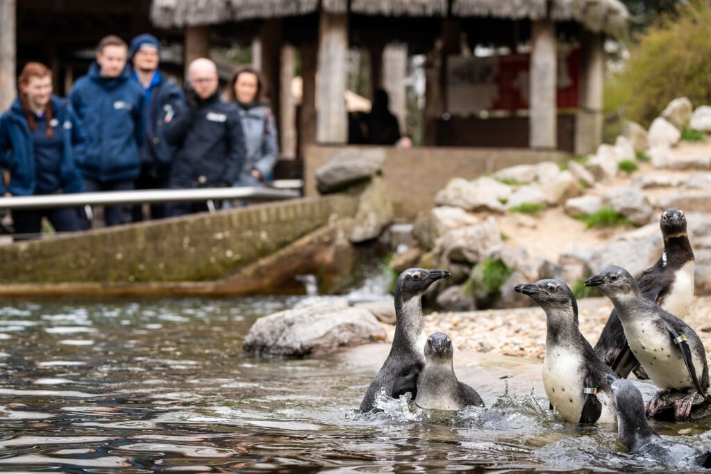 Dierverzorgers kijken naar jonge pinguïns 