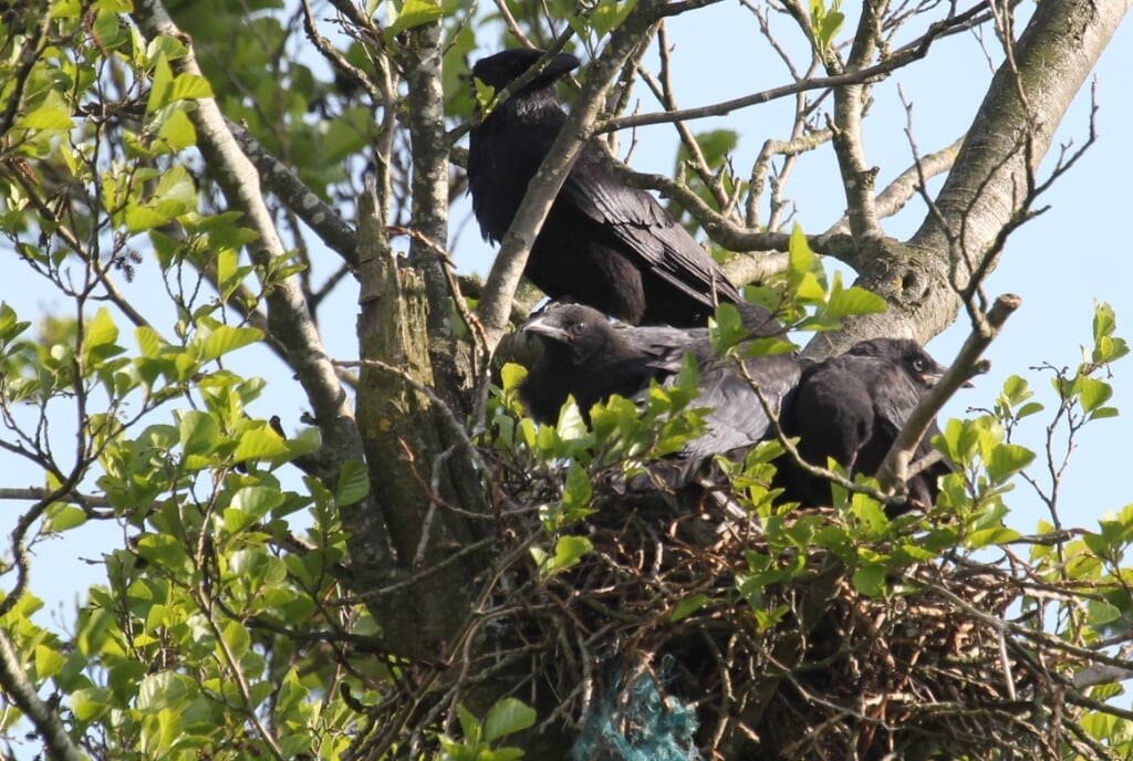 19 mei 2023 Kesteren. Zwartogende jongen van de Zwarte Kraai op een nest hoog in een Zwarte Els. (foto: Henk van der Kooij)