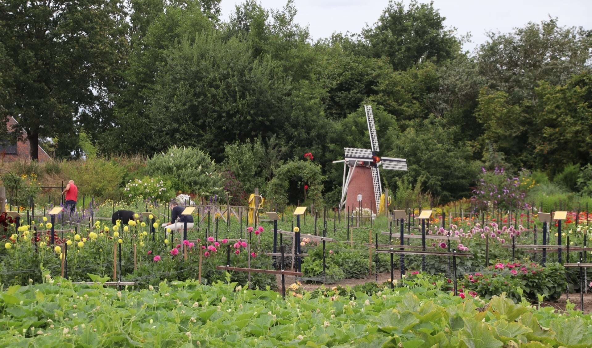 Snijbloemenverkoop Floralia Borne begonnen: 'Veel bloemen nu volop in bloei'